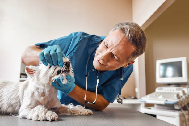 Best Walk-In Emergency Dentist in Chetek, WI